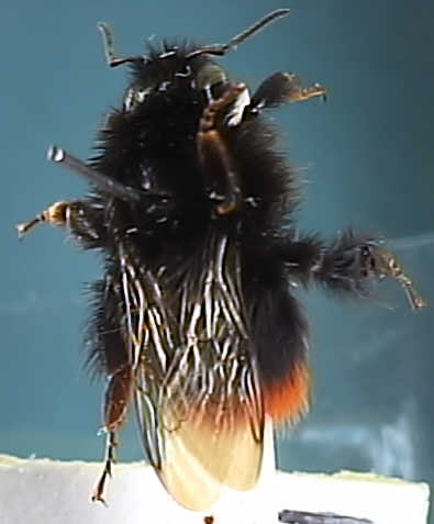 Bombus lapidarius